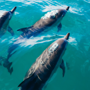 Dolphin Watching, Benitiers Island & Crystal Rock Snorkelling