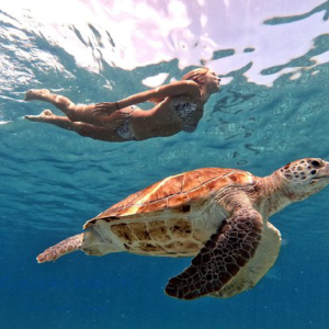 Turtle Watching & Swimming